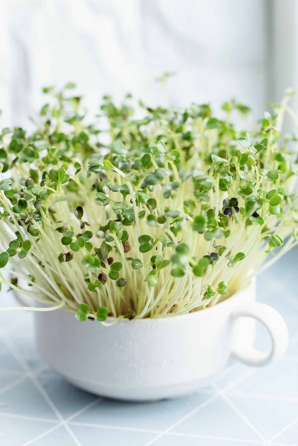 What's the Best Method for Creating a High-Yield Indoor Aquaponics Herb Garden?